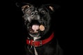 Staffordshire Bull Terrier Dog catching a treat Royalty Free Stock Photo