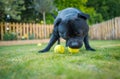 Staffordshire Bull Terrier dog in a garden or back yard with grass and a picket fence. He is playing with tennis balls Royalty Free Stock Photo