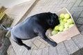 A Staffordshire bull terrier dog with his head in side a box of tennis balls Royalty Free Stock Photo