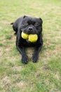 Staffordshire Bull Terrier dog holding two tennis balls in his mouth. He is lying on grass looking at the camera Royalty Free Stock Photo