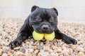 Staffordshire Bull Terrier dog holding two tennis balls in his mouth. He is lying on the ground looking at the camera Royalty Free Stock Photo