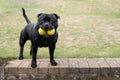 Staffordshire Bull Terrier dog holding two tennis balls in his mouth. He is standing on a step looking at the camera.