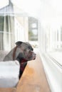 Staffordshire Bull Terrier dog looking out of the window. As seen from outside looking in. There are some window reflections.