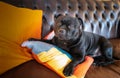 A Staffordshire Bull Terrier dog lying on a brown vintage leather sofa with bright orange cushions Royalty Free Stock Photo