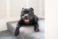 Staffordshire Bull Terrier dog lying on carpeted stairs. He is looking at the camera. He is happy and smiling Royalty Free Stock Photo