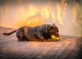 A Staffordshire Bull Terrier dog lying down chewing on two tennis balls relaxing in at sunset. Royalty Free Stock Photo