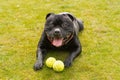 Staffordshire Bull Terrier dog lying down on grass. He is looking the camera smiling. There are two tennis balls in front of him Royalty Free Stock Photo