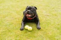 Staffordshire Bull Terrier dog lying down on grass, he looks happy and is smiling. There are two tennis balls in front of him