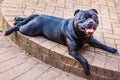 Staffordshire Bull Terrier dog lying down on an outside patio looking at the camera with a big smile on his face. Royalty Free Stock Photo