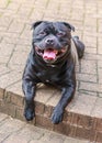 Staffordshire Bull Terrier dog lying down on an outside patio looking at the camera with a big smile on his face. Royalty Free Stock Photo