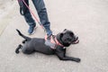 Staffordshire Bull Terrier dog lying down on a tarmac pavement. He is wearing a harness and his owner is holding his lead