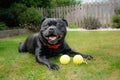Staffordshire Bull Terrier dog lying on grass looking happy with two tennis balls in front of him Royalty Free Stock Photo