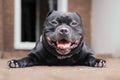 Staffordshire Bull Terrier dog lying on the ground looking at the camera. He is happy and relaxed with a smile on his face. Royalty Free Stock Photo