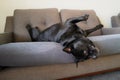 Staffordshire Bull Terrier dog lying on his back on a sofa with pet cushion covers. His head in hanging and his front paws are in Royalty Free Stock Photo