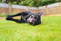 Staffordshire Bull Terrier dog lying on his side on grass smiling, looking at the camera taken at ground level. Royalty Free Stock Photo