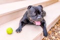 Staffordshire bull terrier dog lying on a step by a tennis ball Royalty Free Stock Photo