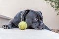 Staffordshire bull terrier dog lying on a step by a tennis ball Royalty Free Stock Photo