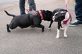 A Staffordshire Bull Terrier dog meets a Boston Terrier. He is sniffing or licking her rear end.