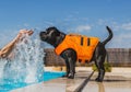 Staffordshire bull terrier dog in an orange lifejacket playing b Royalty Free Stock Photo