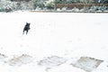 Staffordshire Bull Terrier dog playing in the snow in a back garden. He is chasing tennis balls. There is copy space