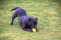 Staffordshire bull terrier dog playing with a tennis ball on grass. He has his tail in air whilst chewing the ball.