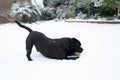 Staffordshire bull terrier dog playing with a tennis ball in the snow in a garden. He has his tail in air whilst chewing the ball