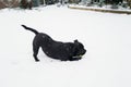 Staffordshire bull terrier dog playing with a tennis ball in the snow in a garden. He has his tail in air whilst chewing the ball