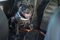 Staffordshire Bull Terrier dog on the rear, back seat of a car. He is wearing a harness and attatched with a clip. The seats have