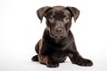 Staffordshire Bull Terrier Dog Sitting On A White Background