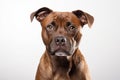 Staffordshire Bull Terrier Dog Sitting On A White Background Royalty Free Stock Photo
