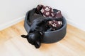 Staffordshire Bull Terrier dog sleeping in a plastic dog bed with his head hanging out