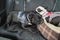 Staffordshire Bull Terrier dog sleeping on the rear seat of a car. he has is head on the bed of a Boston Terrier