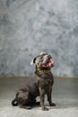 Staffordshire bull terrier dog, studio shot Royalty Free Stock Photo