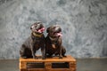 Staffordshire bull terrier dog, studio shot Royalty Free Stock Photo