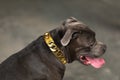 Staffordshire bull terrier dog, studio shot Royalty Free Stock Photo