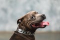 Staffordshire bull terrier dog, studio shot Royalty Free Stock Photo