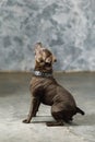 Staffordshire bull terrier dog, studio shot Royalty Free Stock Photo
