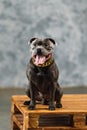 Staffordshire bull terrier dog, studio shot Royalty Free Stock Photo