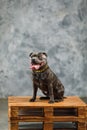 Staffordshire bull terrier dog, studio shot Royalty Free Stock Photo