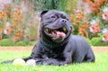 Staffordshire bull terrier dog with tennis ball lying on grass Royalty Free Stock Photo