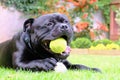 Staffordshire bull terrier dog with tennis ball lying on grass Royalty Free Stock Photo