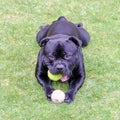 Staffordshire bull terrier dog with tennis ball lying on grass Royalty Free Stock Photo