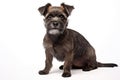 Staffordshire Bull Terrier Dog Upright On A White Background Royalty Free Stock Photo