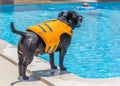 A Staffordshire Bull Terrier dog wearing an orange life jacket at the side of a swimming pool. Royalty Free Stock Photo