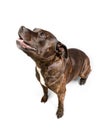 Staffordshire Bull Terrier dog on white background Royalty Free Stock Photo