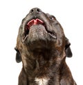 Staffordshire Bull Terrier dog on white background Royalty Free Stock Photo