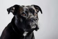 Staffordshire Bull Terrier Dog On White Background. Generative AI Royalty Free Stock Photo