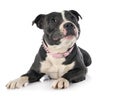 Staffordshire bull terrier