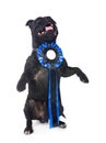 staffordshire bull terrier Royalty Free Stock Photo