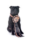 staffordshire bull terrier Royalty Free Stock Photo